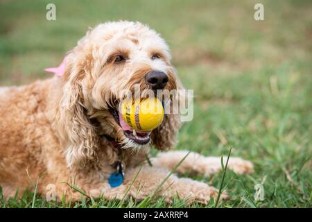 Ein Spoodle-Hund jagt einen Ball in einem australischen Park Stockfoto