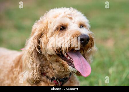 Ein honigfarbener Spoodle-Hund sitzt leise in einem Park, nachdem er mit einem Ball gespielt hat. Stockfoto