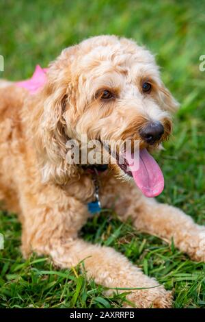 Ein honigfarbener Spoodle-Hund sitzt leise in einem Park, nachdem er mit einem Ball gespielt hat. Stockfoto