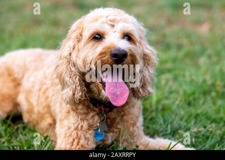 Ein honigfarbener Spoodle-Hund sitzt leise in einem Park, nachdem er mit einem Ball gespielt hat. Stockfoto