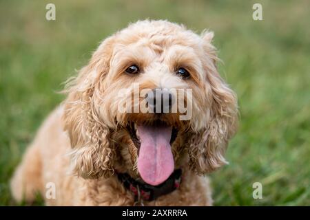 Ein honigfarbener Spoodle-Hund sitzt leise in einem Park, nachdem er mit einem Ball gespielt hat. Stockfoto