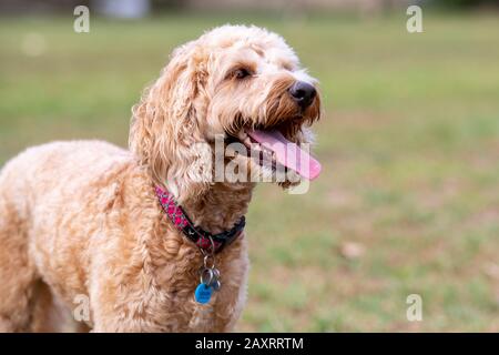 Ein honigfarbener Spoodle-Hund sitzt leise in einem Park, nachdem er mit einem Ball gespielt hat. Stockfoto