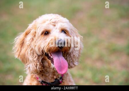 Ein honigfarbener Spoodle-Hund sitzt leise in einem Park, nachdem er mit einem Ball gespielt hat. Stockfoto