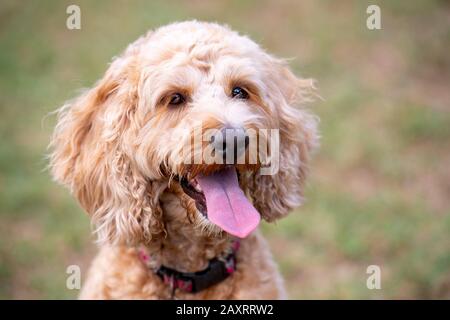 Ein Honigfarbiger Puppenspieler sitzt leise in einem Park, nachdem er mit einem Ball gespielt hat. Stockfoto