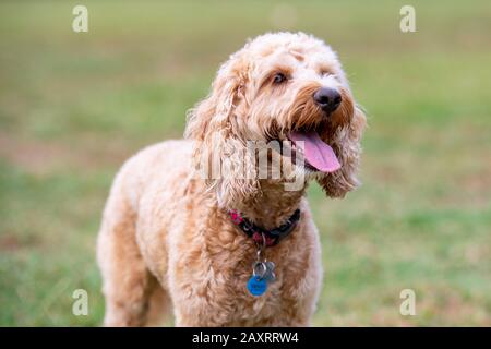 Ein honigfarbener Spoodle-Hund sitzt leise in einem Park, nachdem er mit einem Ball gespielt hat. Stockfoto