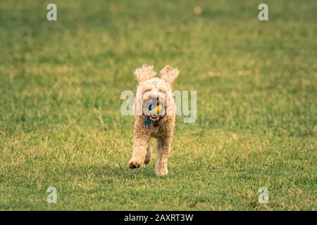 Ein Spoodle-Hund jagt einen Ball in einem australischen Park Stockfoto