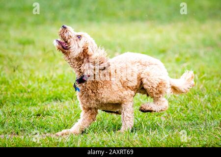 Ein Spoodle-Hund jagt einen Ball in einem australischen Park Stockfoto