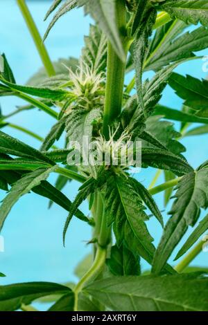Cannabispflanze, fast bereit für die Ernte, mit weißen Stigmen und Trichomen, die anfangen zu erscheinen, frisches Marihuana Stockfoto