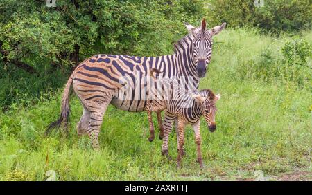 Burchells Zebrastute- und Fohleninteraktion wurde im wilden Bild horizontal isoliert Stockfoto