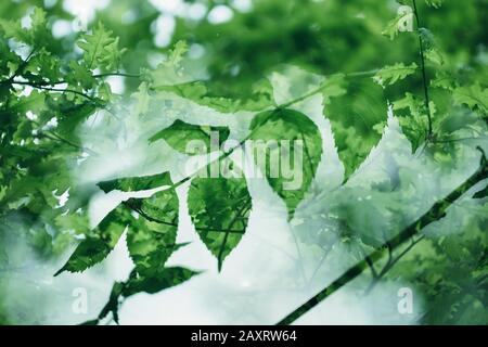 Blätter im Wald auf Laubbäumen, nah beieinander Stockfoto