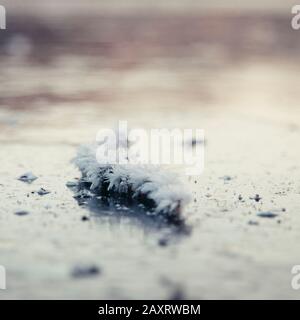 Stück Holz mit Eiskristallen auf gefrorenem See, Nahaufnahme Stockfoto