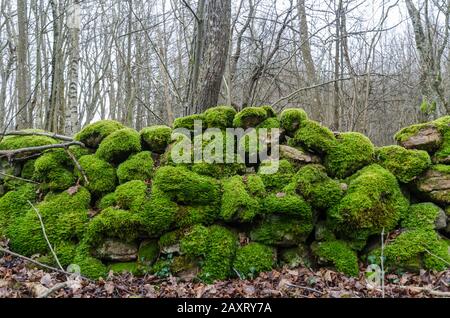 Detail einer alten moosgrünen Trockensteinmauer in einem Wald Stockfoto