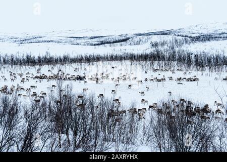 Lappland, verschneite Landschaft, Rentierherde Stockfoto