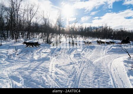 Schweden, Lappland, Abisko-Nationalpark, Kungsleden, Hundeschlitten, Huskies Stockfoto