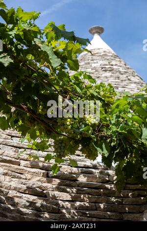 Weinreben auf dem Stein Dach von Trulli in Alberobello, Italien. Der Baustil ist spezifisch für die murge Bereich der italienischen Region ein Stockfoto