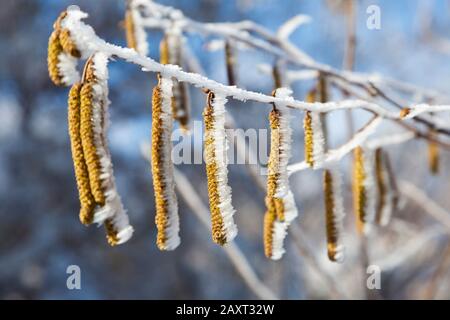 Frost auf den Blumen des Corylus avellana, der gemeinen Hasel, Stockfoto