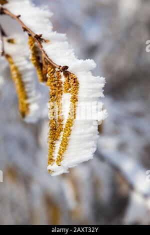 Frost auf den Blumen des Corylus avellana, der gemeinen Hasel, Stockfoto
