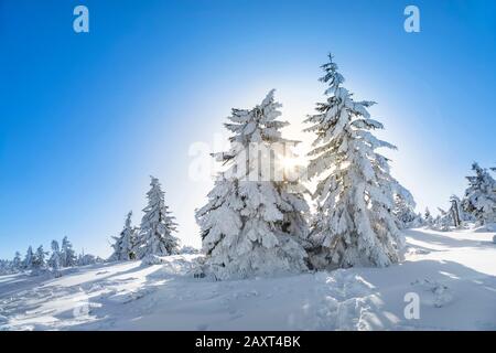 Die Sonnenstrahlen machen sich durch die Äste einer verschneiten Tanne im Nationalpark Karkonosze, Sudeten, Polen, auf den Weg Stockfoto