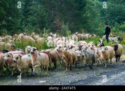 Schafherde, Schafhirtin an der Transfagarasan-Straße, Fagaras-Gebirge in Südkarpaten (Siebenbürger Alpen), Rumänien Stockfoto