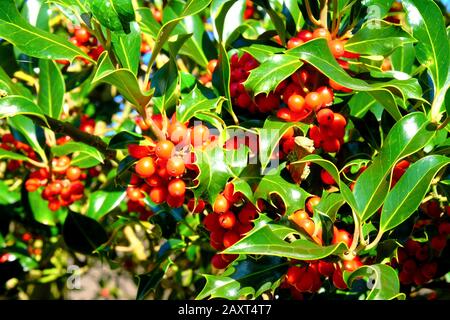 Nahaufnahme von roten, holdigen Beeren und grünen Blättern an einem holdigen Busch zu Weihnachten Stockfoto