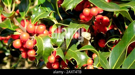 Nahaufnahme von roten, holdigen Beeren und grünen Blättern an einem holdigen Busch zu Weihnachten Stockfoto