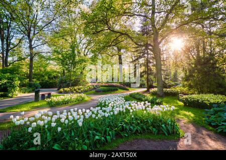 Keukenhof flower garden. Lisse, Niederlande. Stockfoto