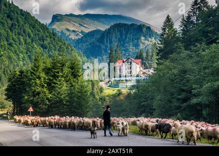 Schafherde, Schafhirtin an der Transfagarasan Road, Hotel in der Ferne, Fagaras-Gebirge in Südkarpaten (Siebenbürgen), Rumänien Stockfoto