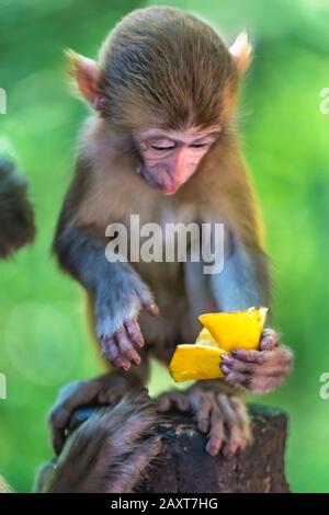 Süßer kleiner Affe, der Obst zum Essen hält, Cent Mile Gallery Monkey Forest, Zhangjiajie National Park, China Stockfoto