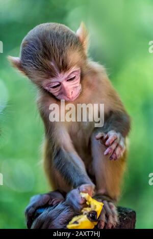 Süßer kleiner Affe, der Obst zum Essen hält, Cent Mile Gallery Monkey Forest, Zhangjiajie National Park, China Stockfoto