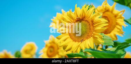 Bereich der Blühende Sonnenblumen. Natur. Selektiver Fokus Natur Stockfoto