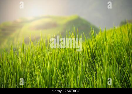 Reis wächst langsam auf den Longji Rice Terraces, im Nordosten des Autonomen Gebiets Guangxi Zhuang Stockfoto