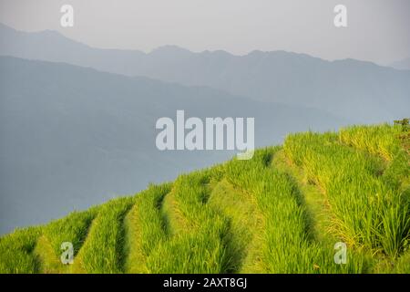 Reis wächst langsam auf den Longji-Reisterrassen, im Nordosten des Autonomen Gebiets Guangxi Zhuang Stockfoto