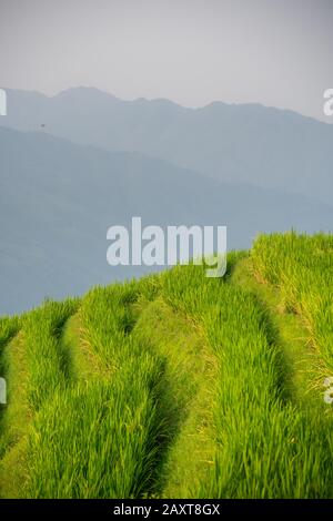 Reis wächst langsam auf den Longji-Reisterrassen, im Nordosten des Autonomen Gebiets Guangxi Zhuang Stockfoto