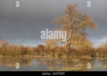 Überflutete Felder in der Nähe der Themse und des Themse-Pfades in der Nähe der Stadt Cricklade in Wiltshire Stockfoto