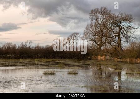 Überflutete Felder in der Nähe der Themse und des Themse-Pfades in der Nähe der Stadt Cricklade in Wiltshire Stockfoto