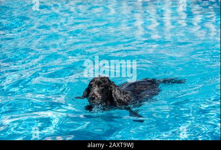 Cocker Spaniel Hund Englisch Schwimmen im Pool Stockfoto