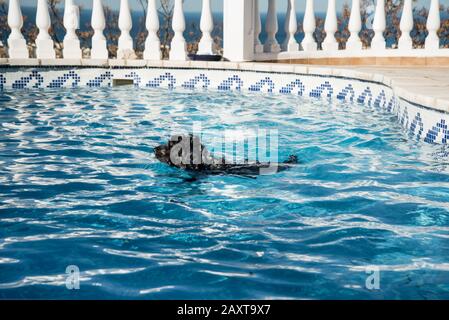 Cocker Spaniel Hund Englisch Schwimmen im Pool Stockfoto