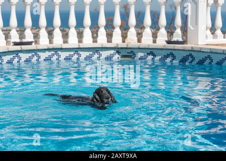 Cocker Spaniel Hund Englisch Schwimmen im Pool Stockfoto