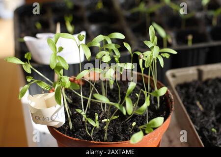 Koriandersamen keimen und wachsen in Innenräumen. Anpflanzung zu Hause im städtischen Garten Stockfoto