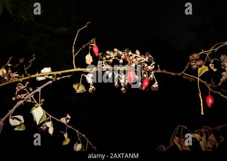 Trockenes Rosehip und brombeerobst Stockfoto