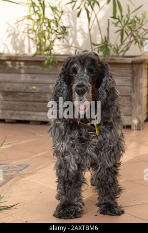 Porträt des elfjährigen englischen Cockerspanielhundes Stockfoto