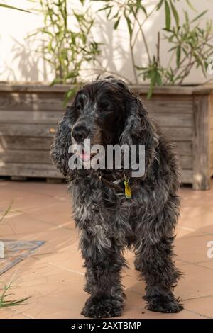 Porträt des elfjährigen englischen Cockerspanielhundes Stockfoto