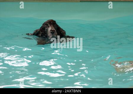 Cocker Spaniel Hund Englisch Schwimmen im Pool Stockfoto