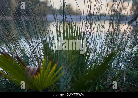 Palmenfrond Makro Säge Palmetto Blatt in einem See in Andalusien Spanien Stockfoto