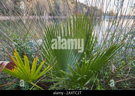 Palmenfrond Makro Säge Palmetto Blatt in einem See in Andalusien Spanien Stockfoto