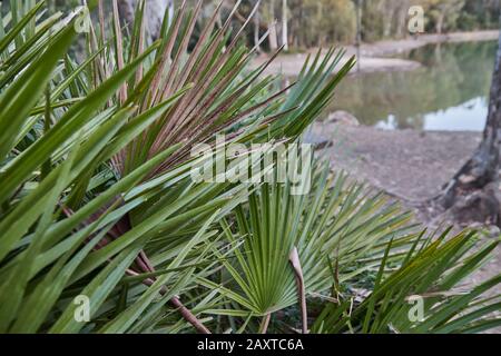 Palmenfrond Makro Säge Palmetto Blatt in einem See in Andalusien Spanien Stockfoto