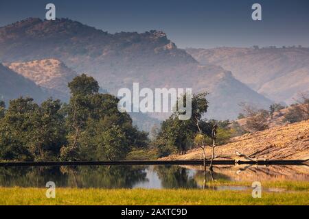 Indien, Rajasthan, Ranthambhore, Nationalpark, Zone 1, See Padam Talao Stockfoto