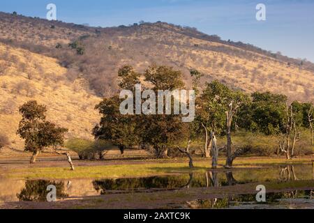 Indien, Rajasthan, Ranthambhore, Nationalpark, Zone 1, Bäume, die im See Padam Talao wachsen Stockfoto