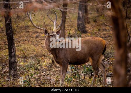 Indien, Rajasthan, Ranthambhore, Nationalpark, Zone 1, männliches Sambar-Rehe Rusa unicolor Stockfoto