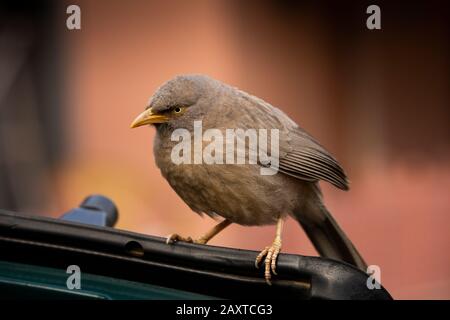 Indien, Rajasthan, Ranthambhore, Nationalpark, Zone 1, Jungle Babbler Vogel Turdoides striata Stockfoto